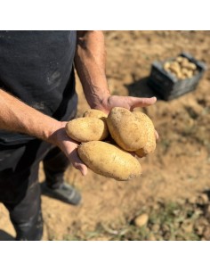 PATATA SPUNTA - 9 KG 2