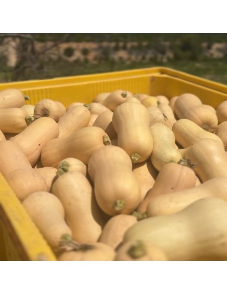 CALABAZA CACAHUETE - 10 KG
