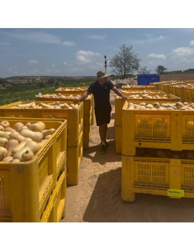 CALABAZA CACAHUETE - 9 KG
