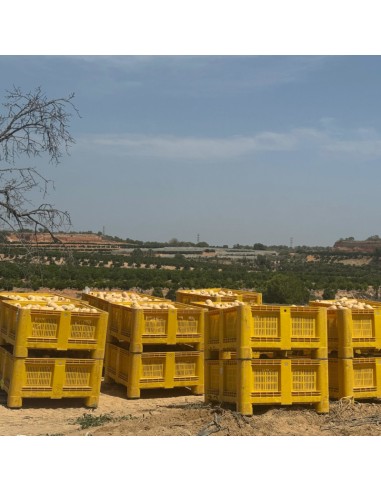 CALABAZA CACAHUETE - 9 KG