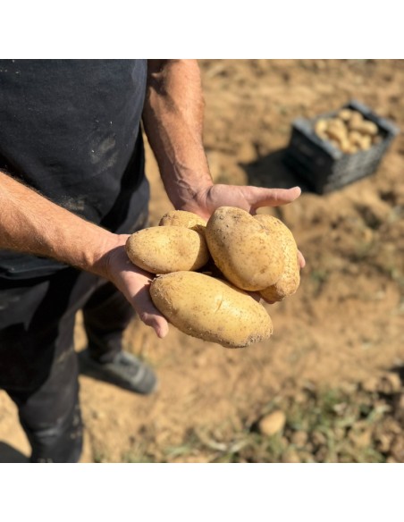 PATATA BELLINI - 10 KG